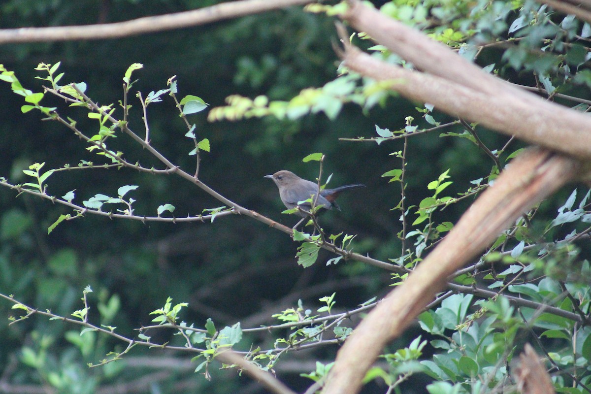 Рыжегузый шама - ML644842681