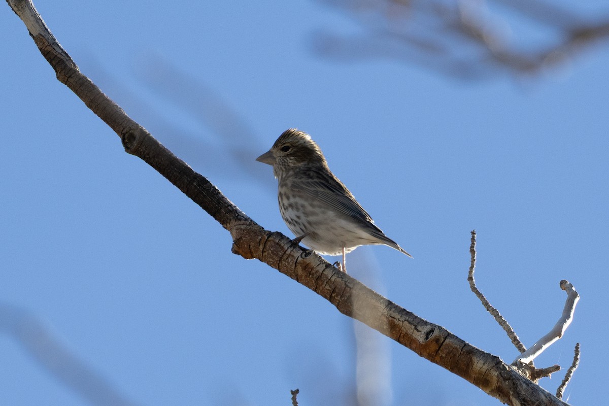 Cassin's Finch - ML644842682
