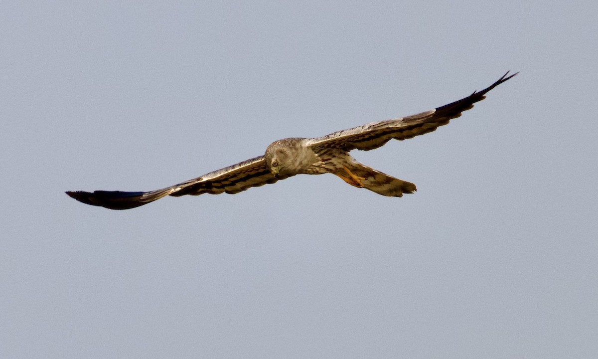 Луговой лунь - ML644842683