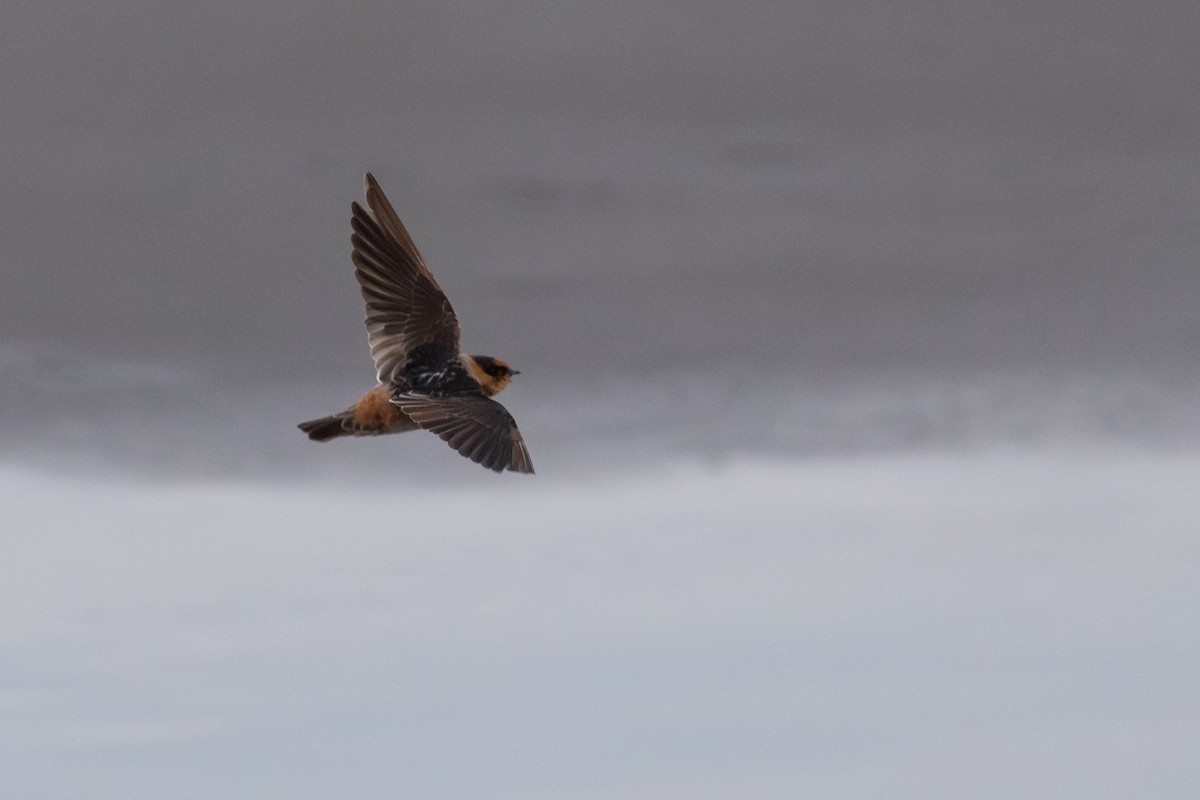 Cave Swallow - ML644842684