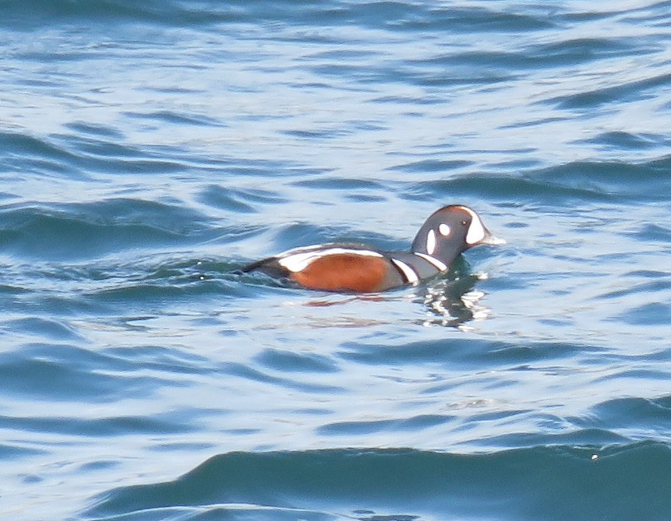 Harlequin Duck - ML644842685