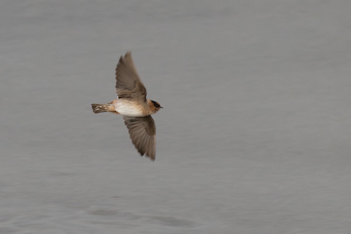 Cave Swallow - ML644842686