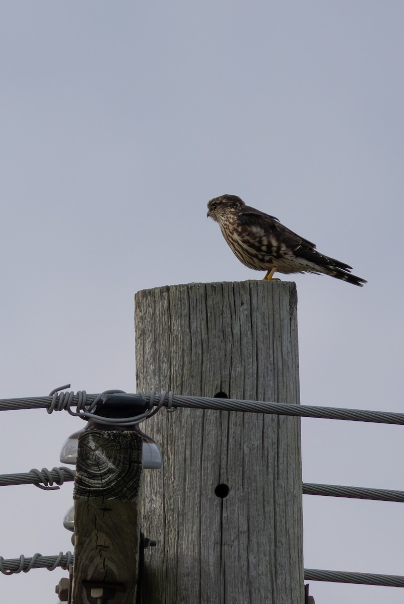 Хайргууна шонхор - ML644842688