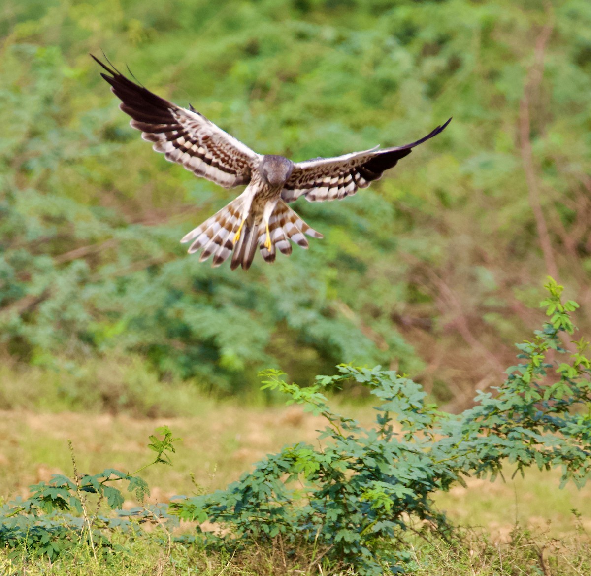 moták lužní - ML644842694