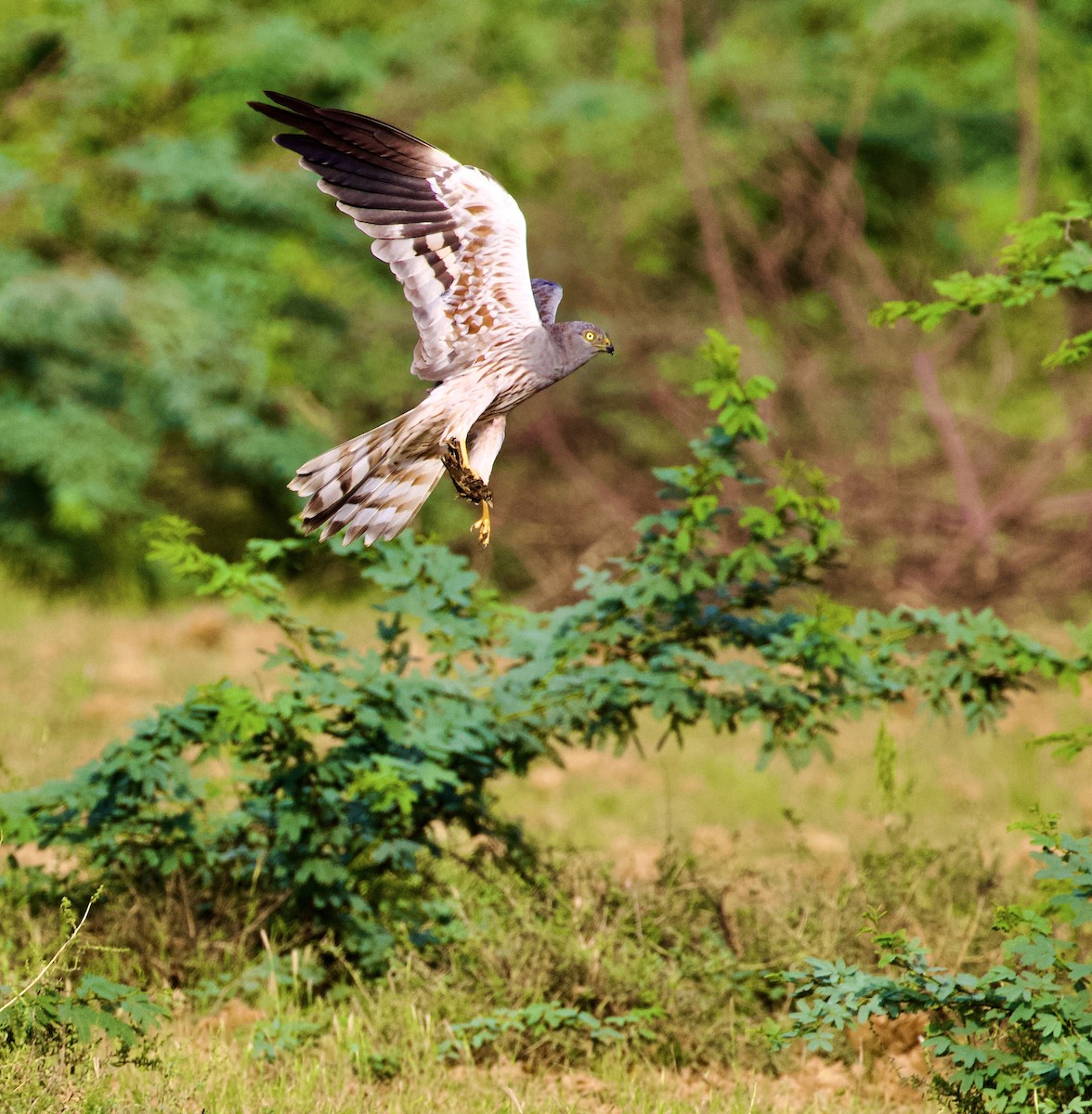 moták lužní - ML644842696