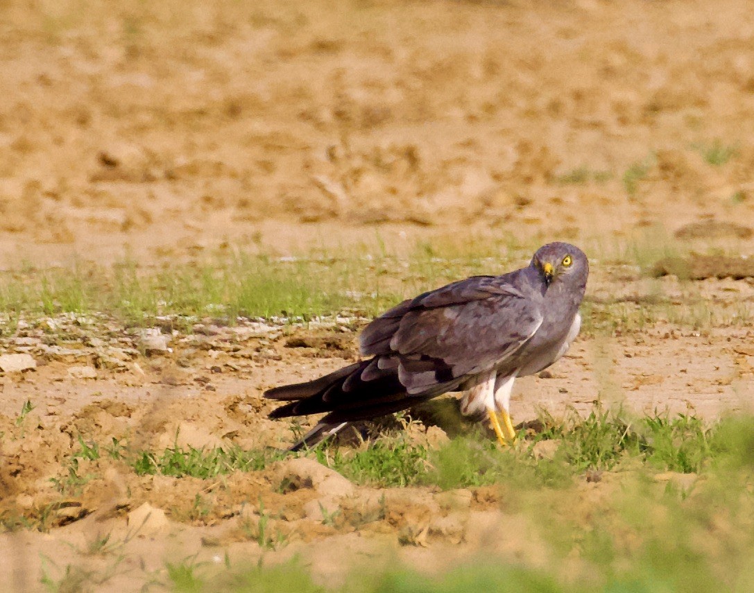 moták lužní - ML644842706