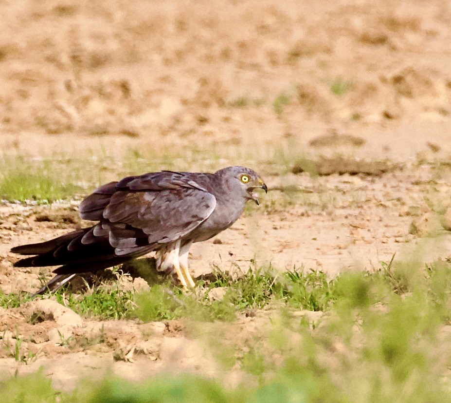 moták lužní - ML644842715