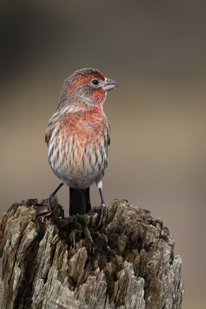 House Finch - ML644842718