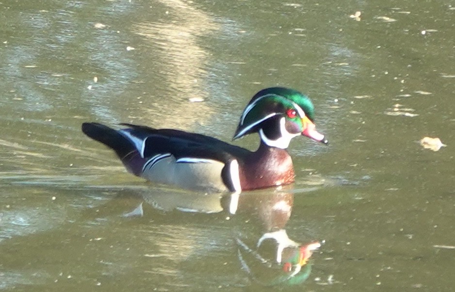 kachnička karolínská - ML644842719