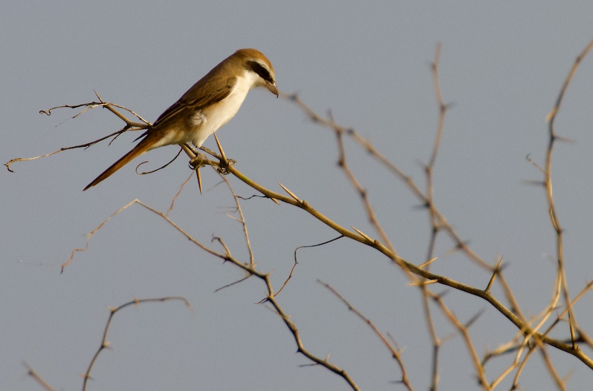 ťuhýk turkestánský - ML644842720