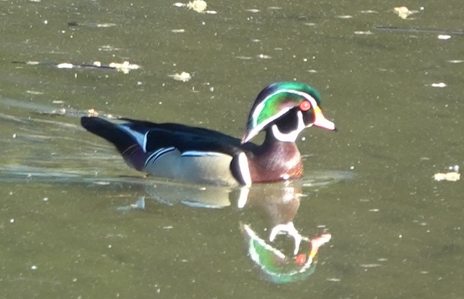 kachnička karolínská - ML644842721