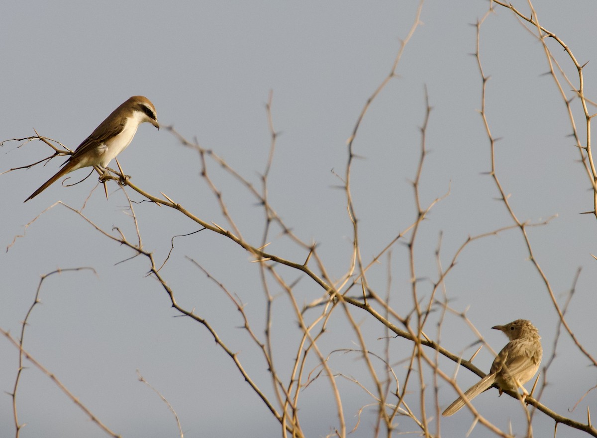 ťuhýk turkestánský - ML644842723