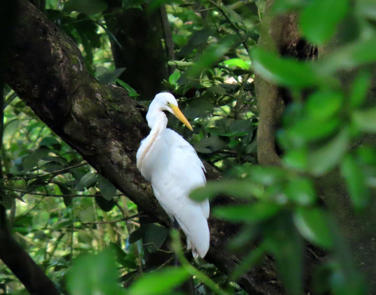 Great Egret - ML644842729