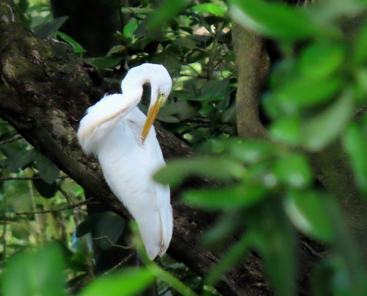 Great Egret - ML644842730