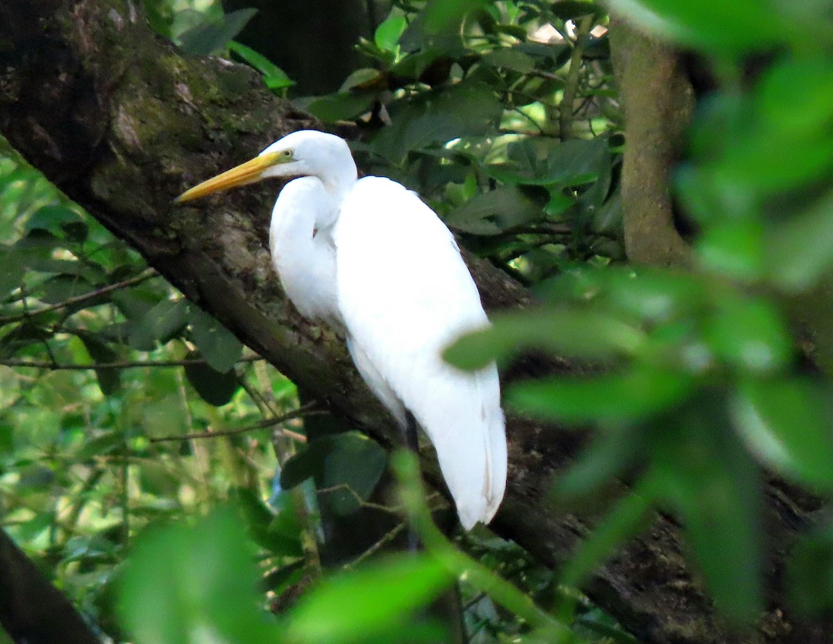 Great Egret - ML644842731