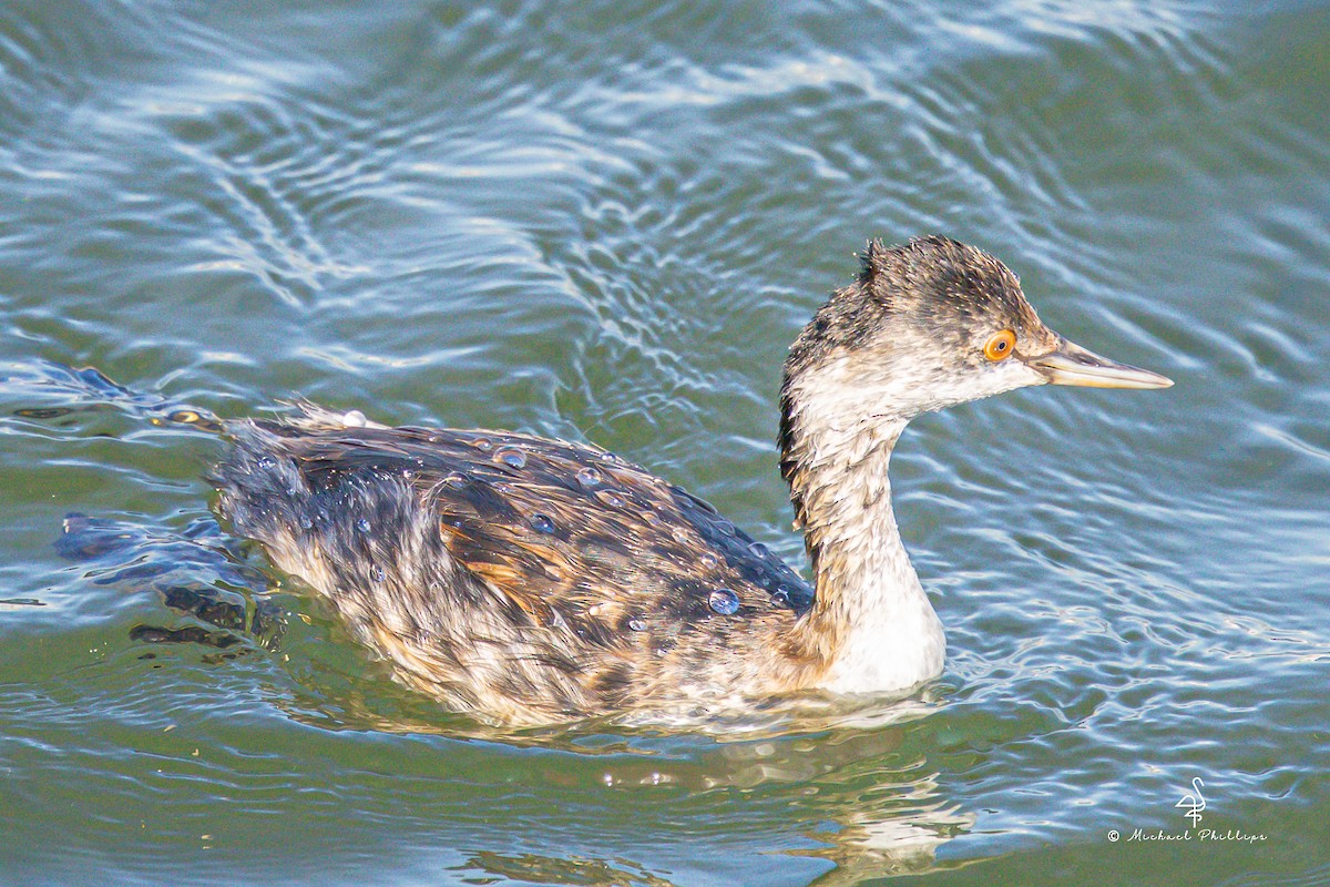 ハジロカイツブリ - ML644842747