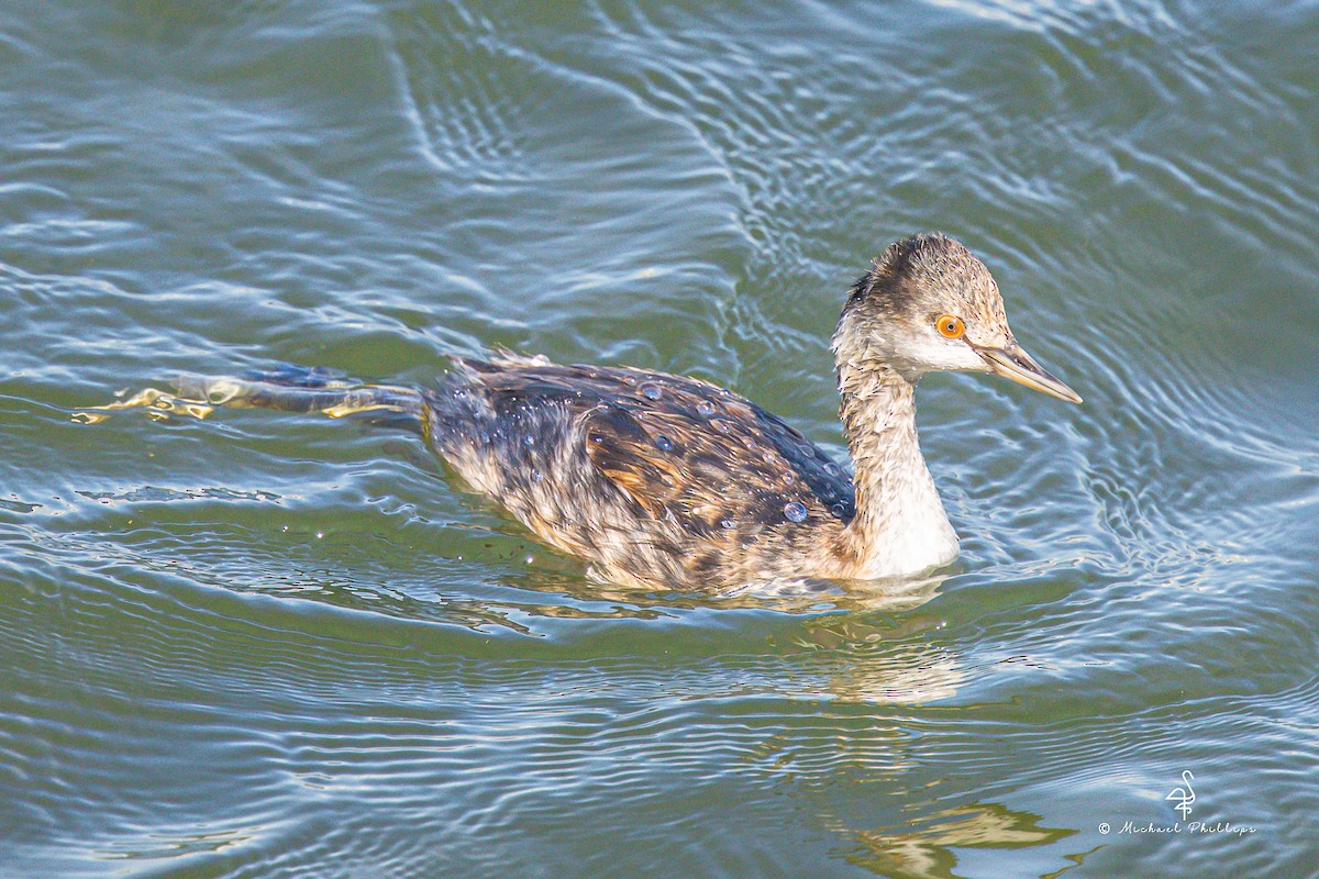 ハジロカイツブリ - ML644842748