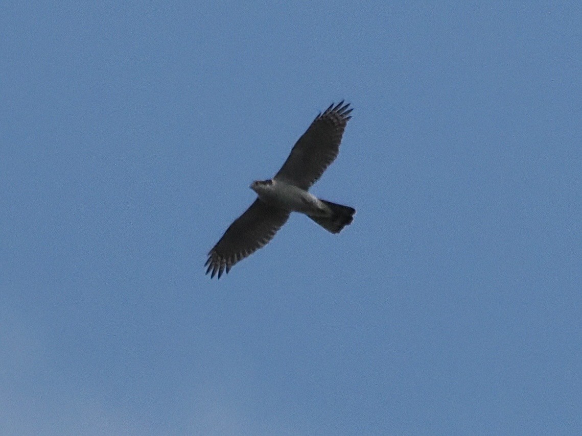 Eurasian Goshawk - ML644842751
