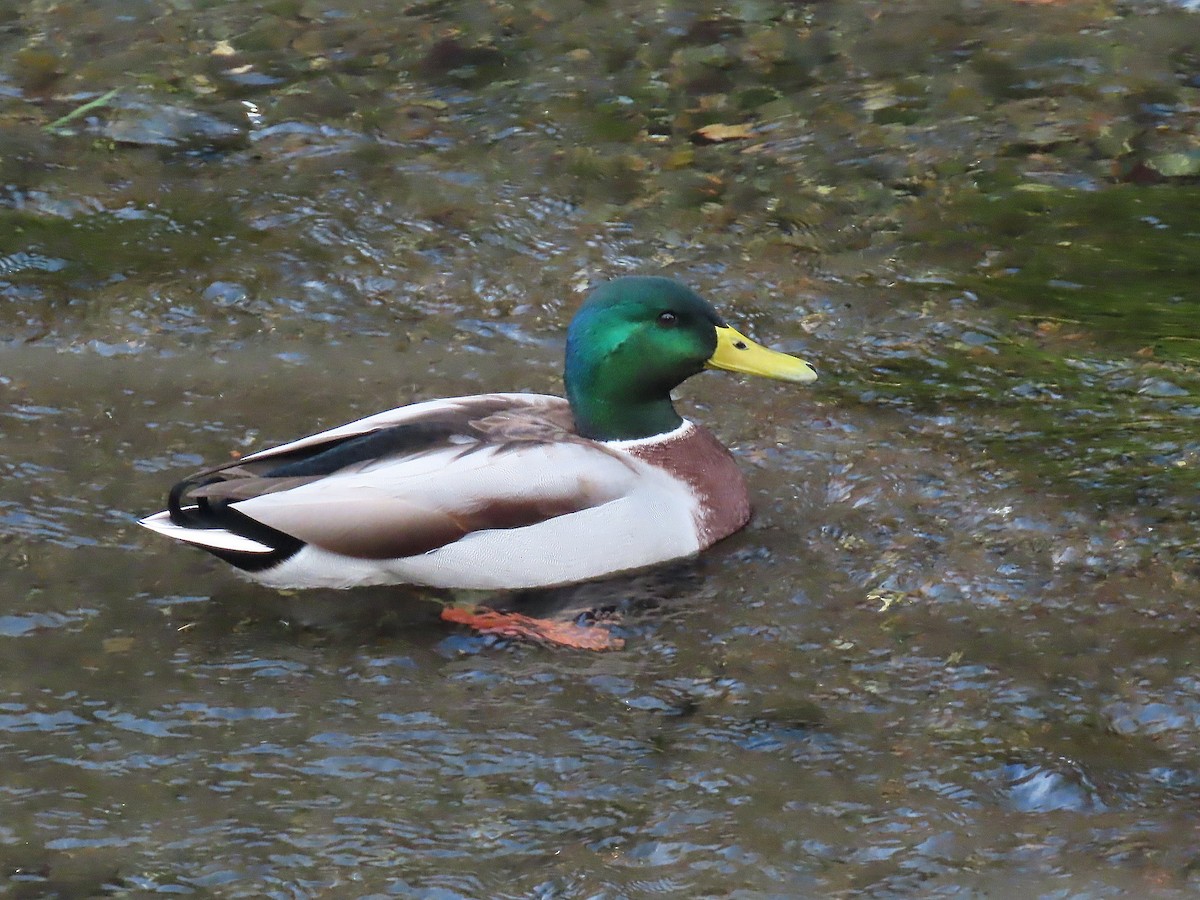 Mallard - ML644842777