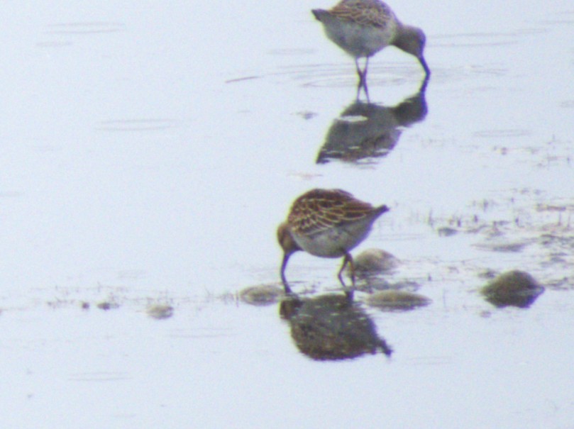 Pectoral Sandpiper - ML644842780