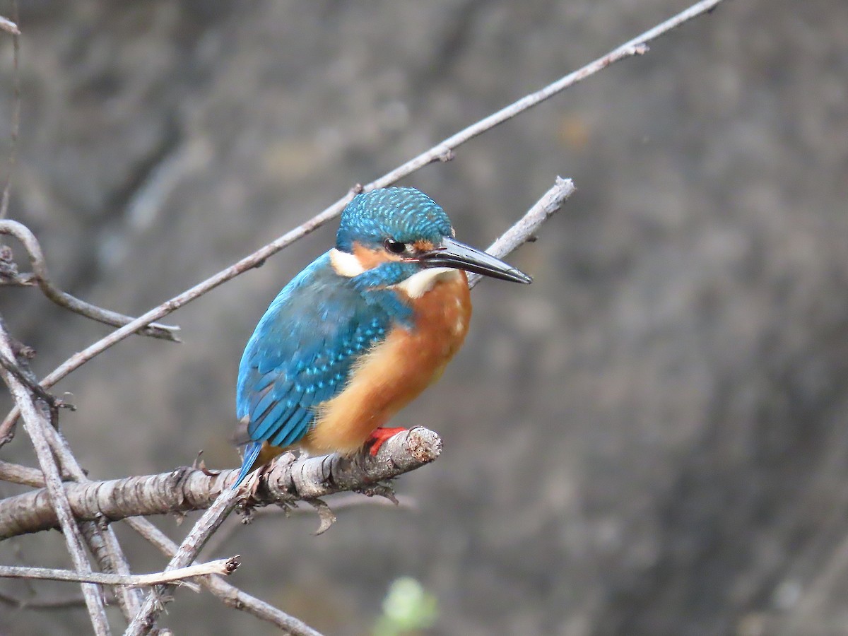Common Kingfisher - ML644842782