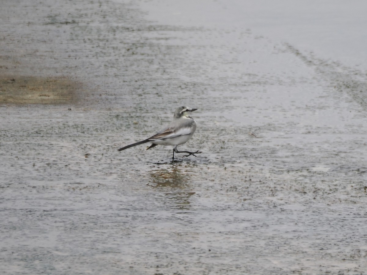 linerle - ML644842789