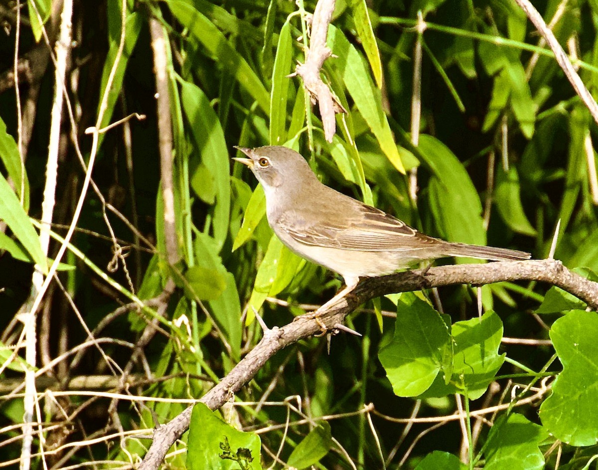 pěnice hnědokřídlá - ML644842813