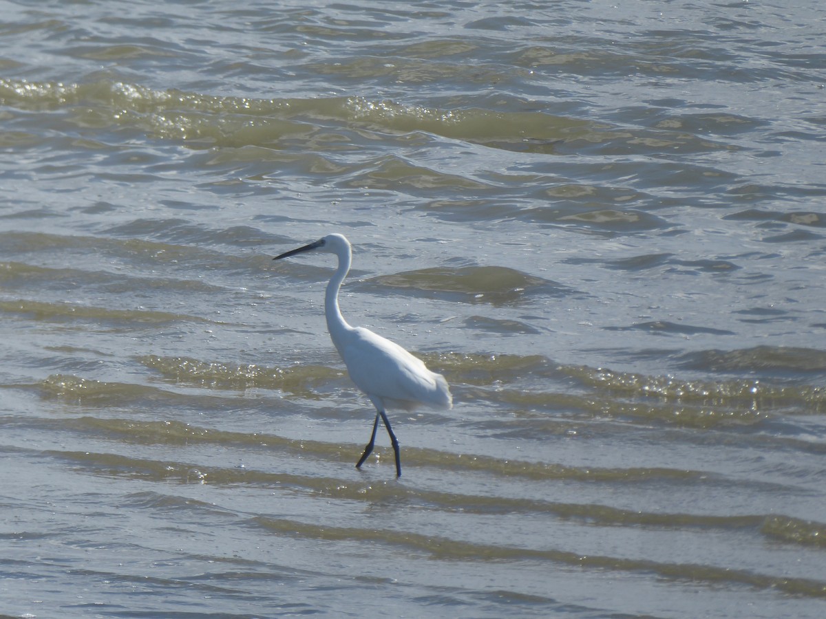 Little Egret - ML644842814