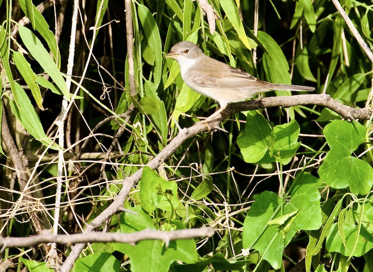 pěnice hnědokřídlá - ML644842817