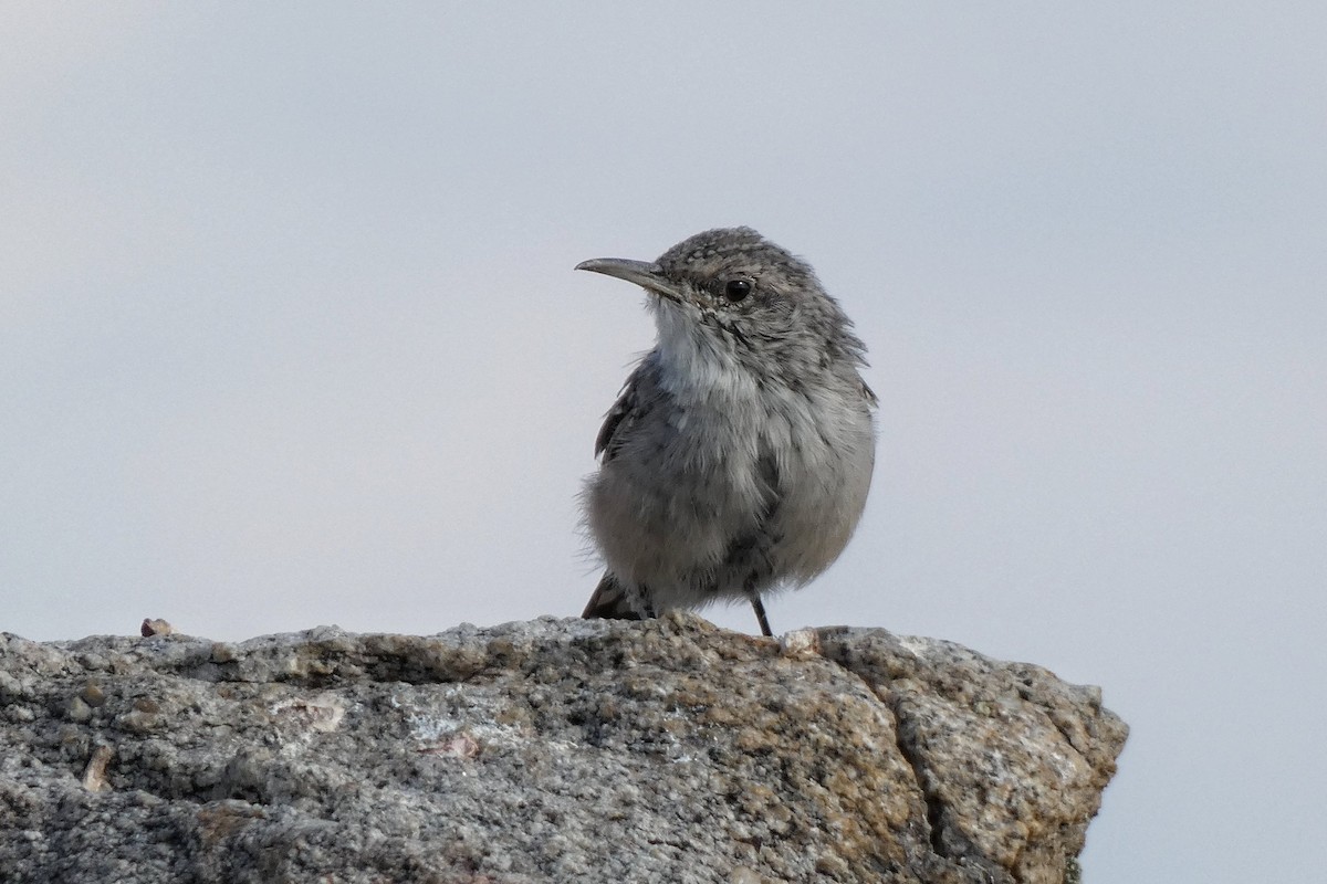 Rock Wren - ML644842821