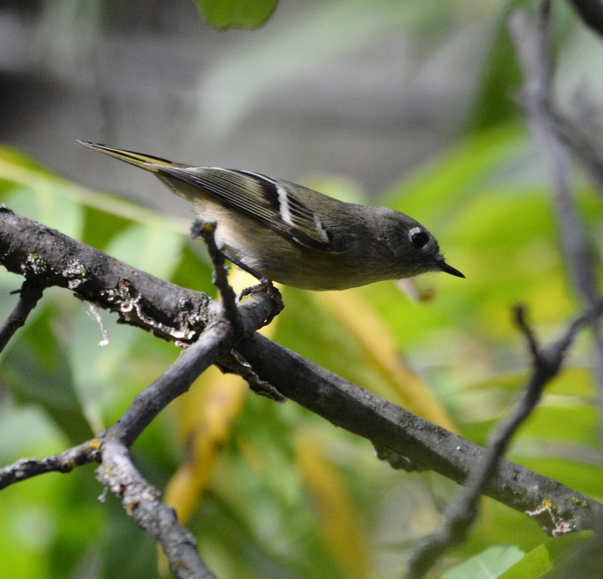 Ruby-crowned Kinglet - ML644842827