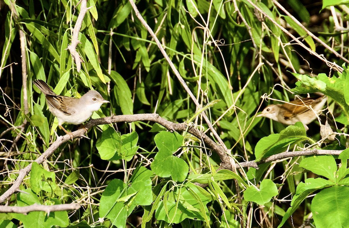 pěnice hnědokřídlá - ML644842847