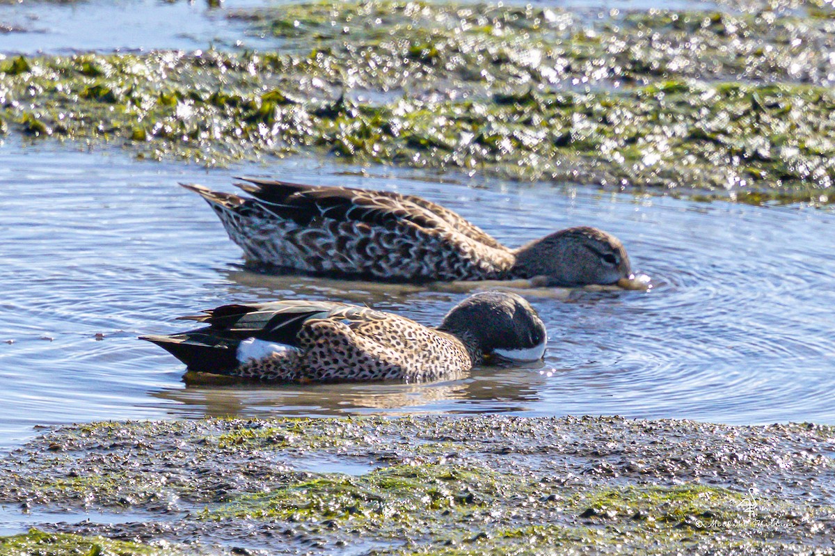 čírka modrokřídlá - ML644842853