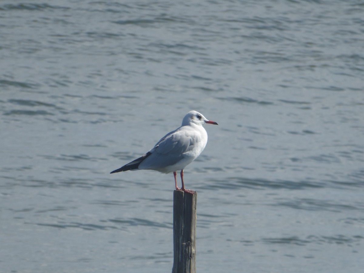 Black-headed Gull - ML644842855