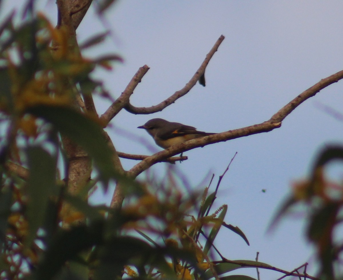 Small Minivet - ML644842857