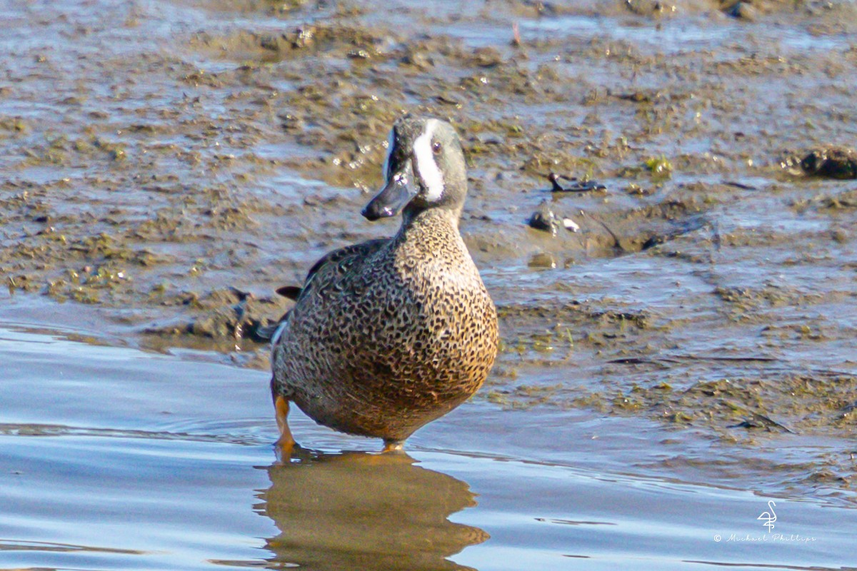 čírka modrokřídlá - ML644842862
