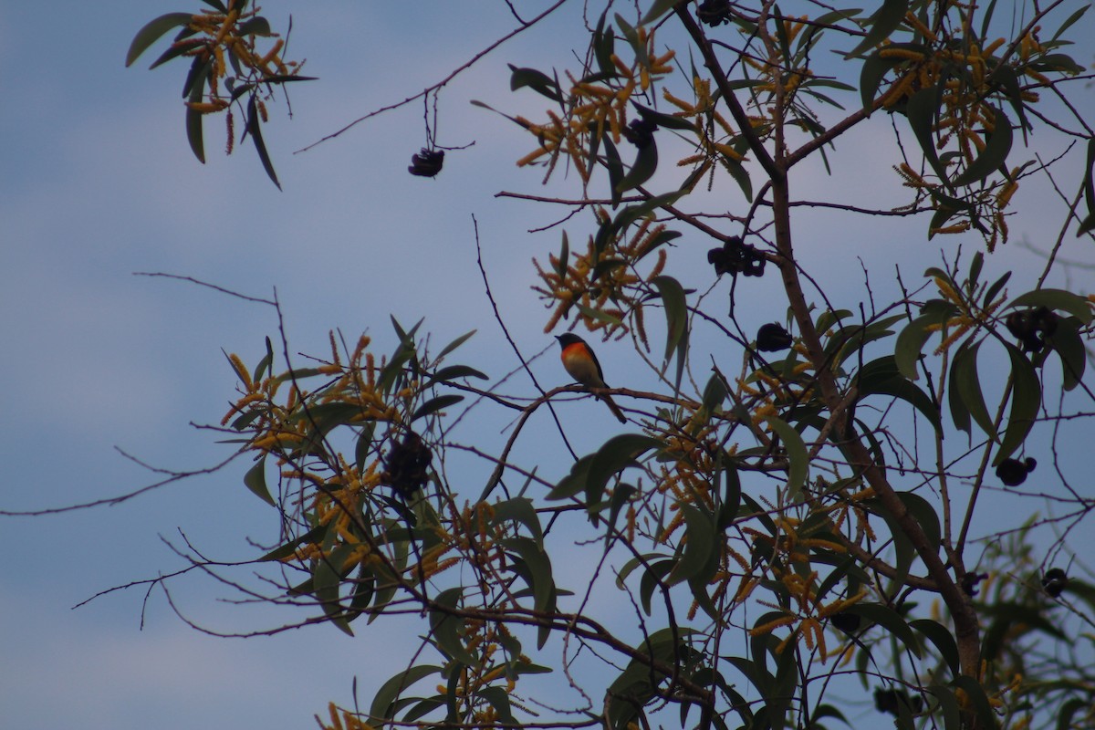 Small Minivet - ML644842867