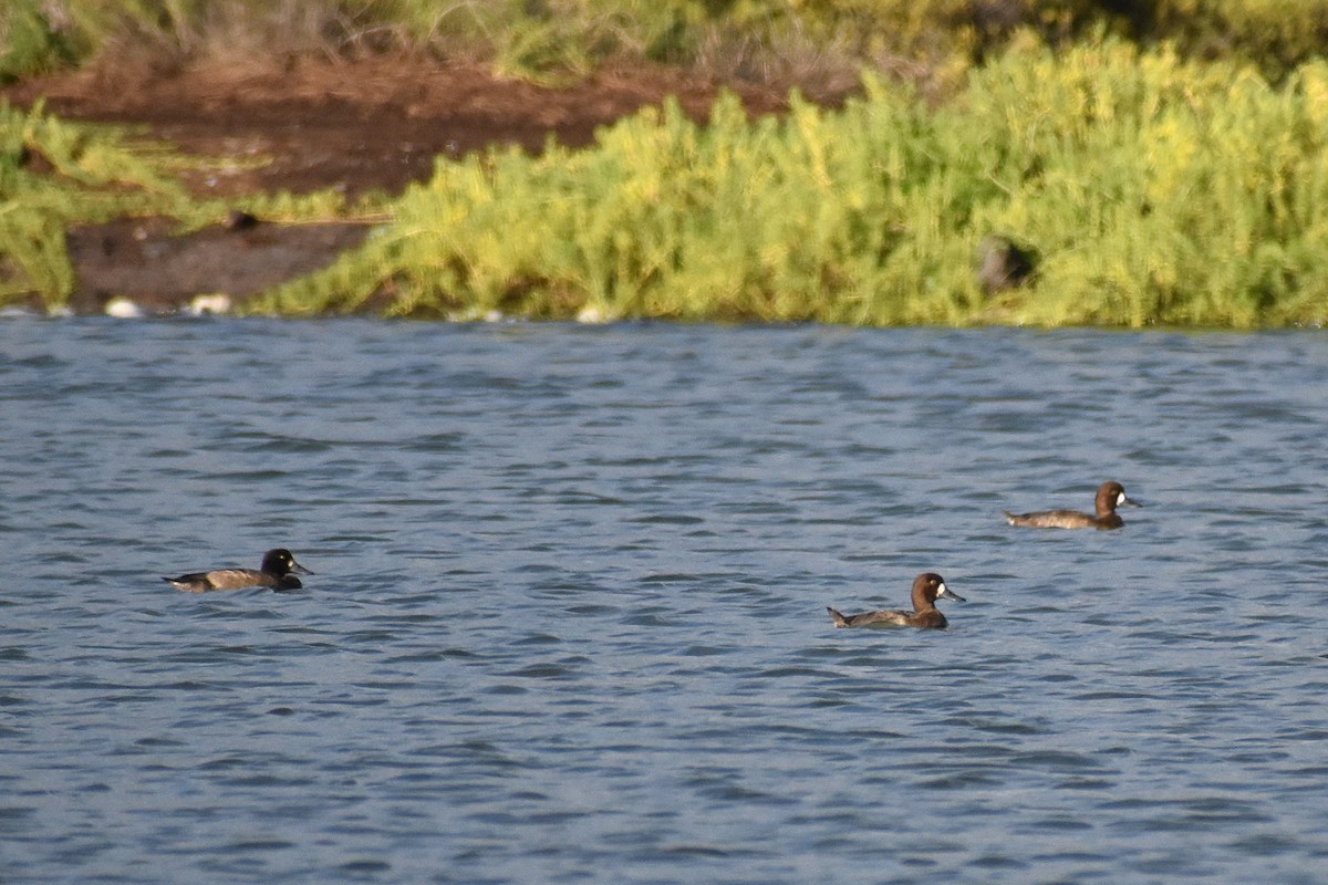 Greater Scaup - ML644842868