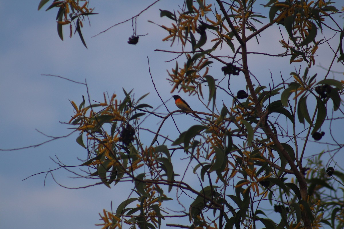 Small Minivet - ML644842870