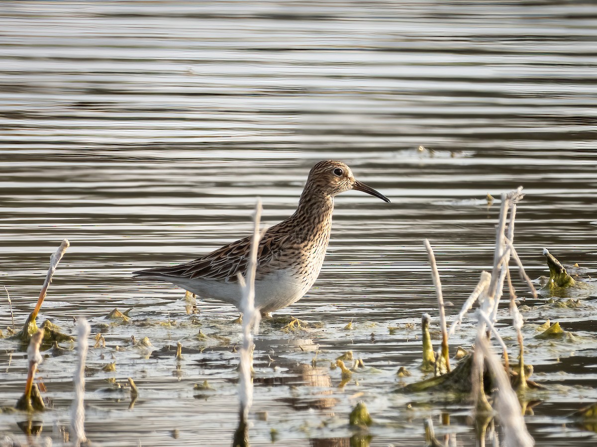 Pectoral Sandpiper - ML644842873