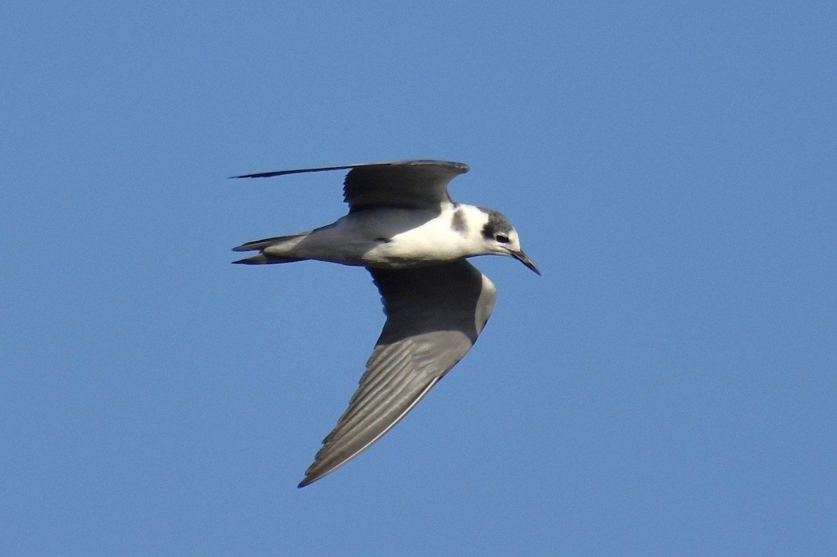 Black Tern - ML644842875