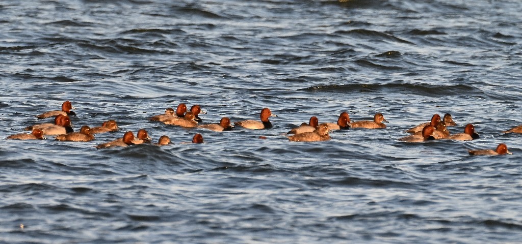Redhead - ML644842881