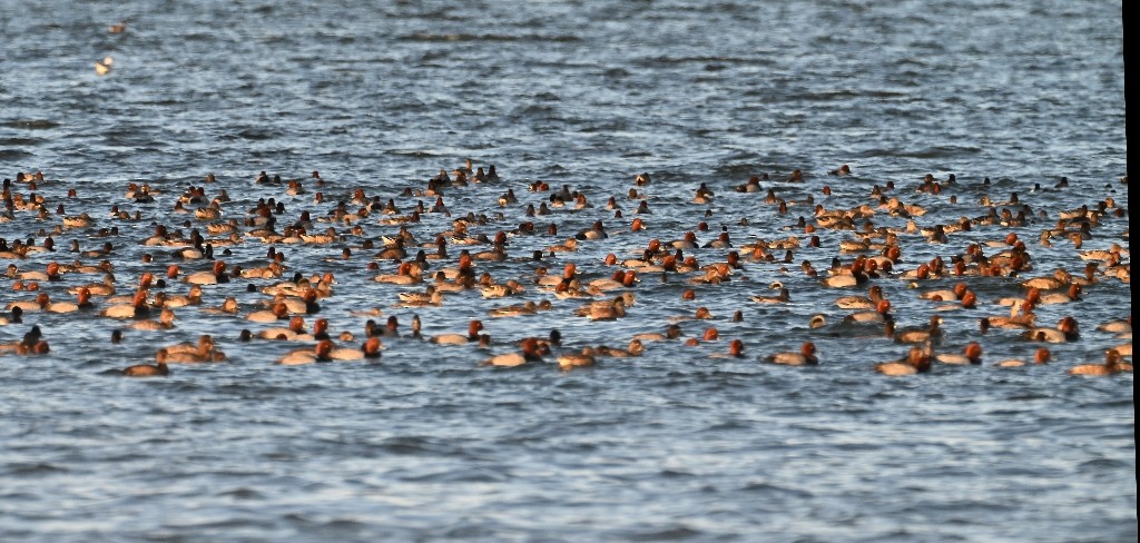 Redhead - ML644842882