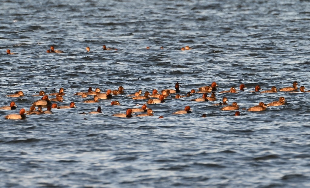 Redhead - ML644842883