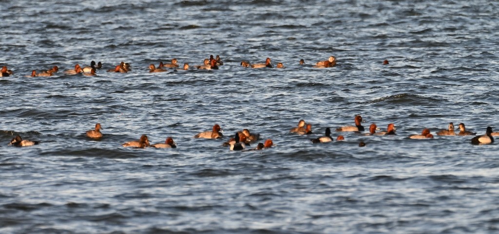 Redhead - ML644842884
