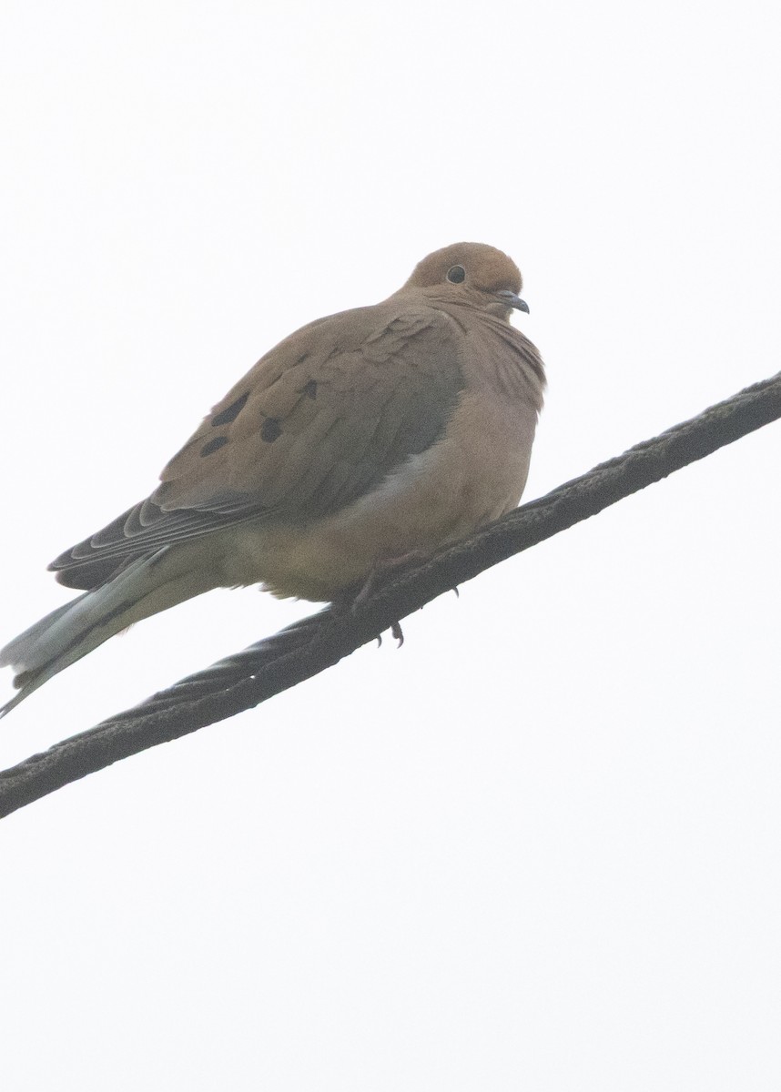 ナゲキバト - ML644842885