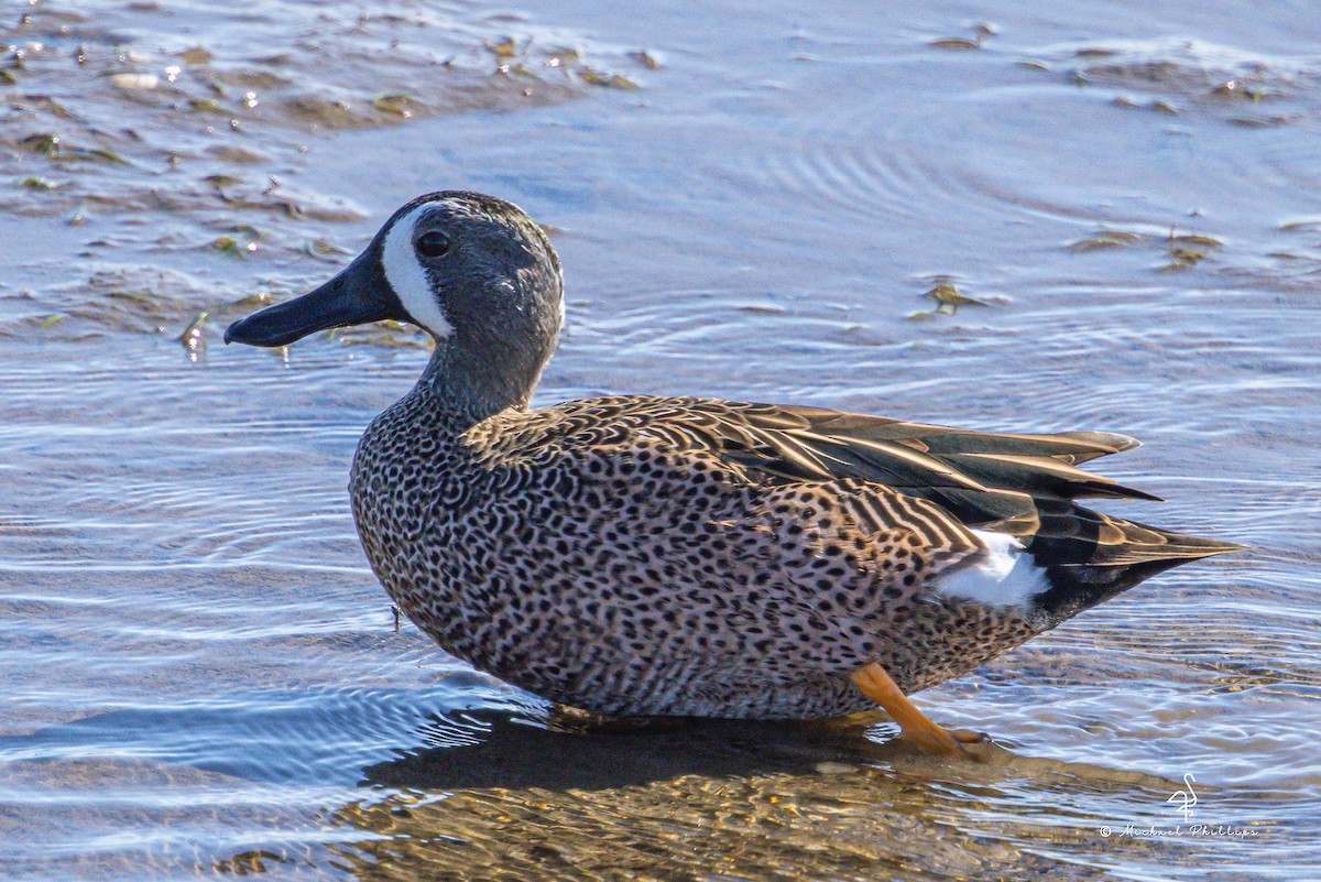 čírka modrokřídlá - ML644842909