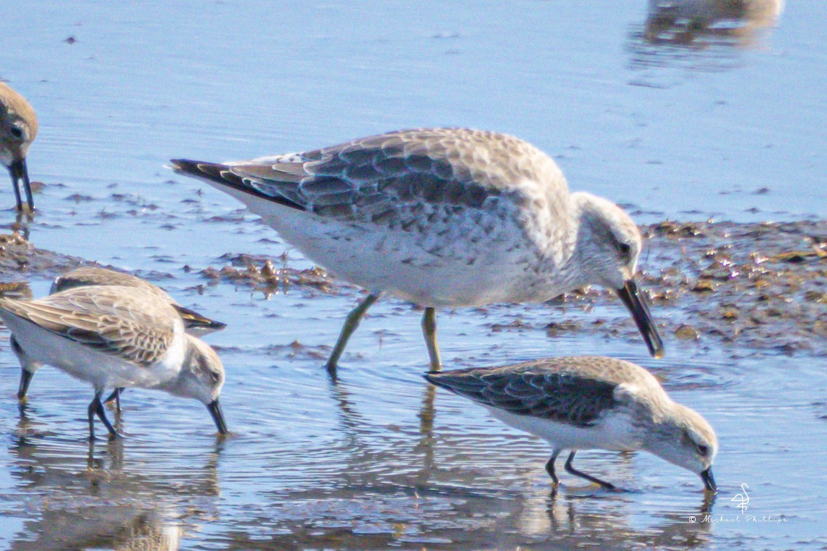 Red Knot - ML644842910