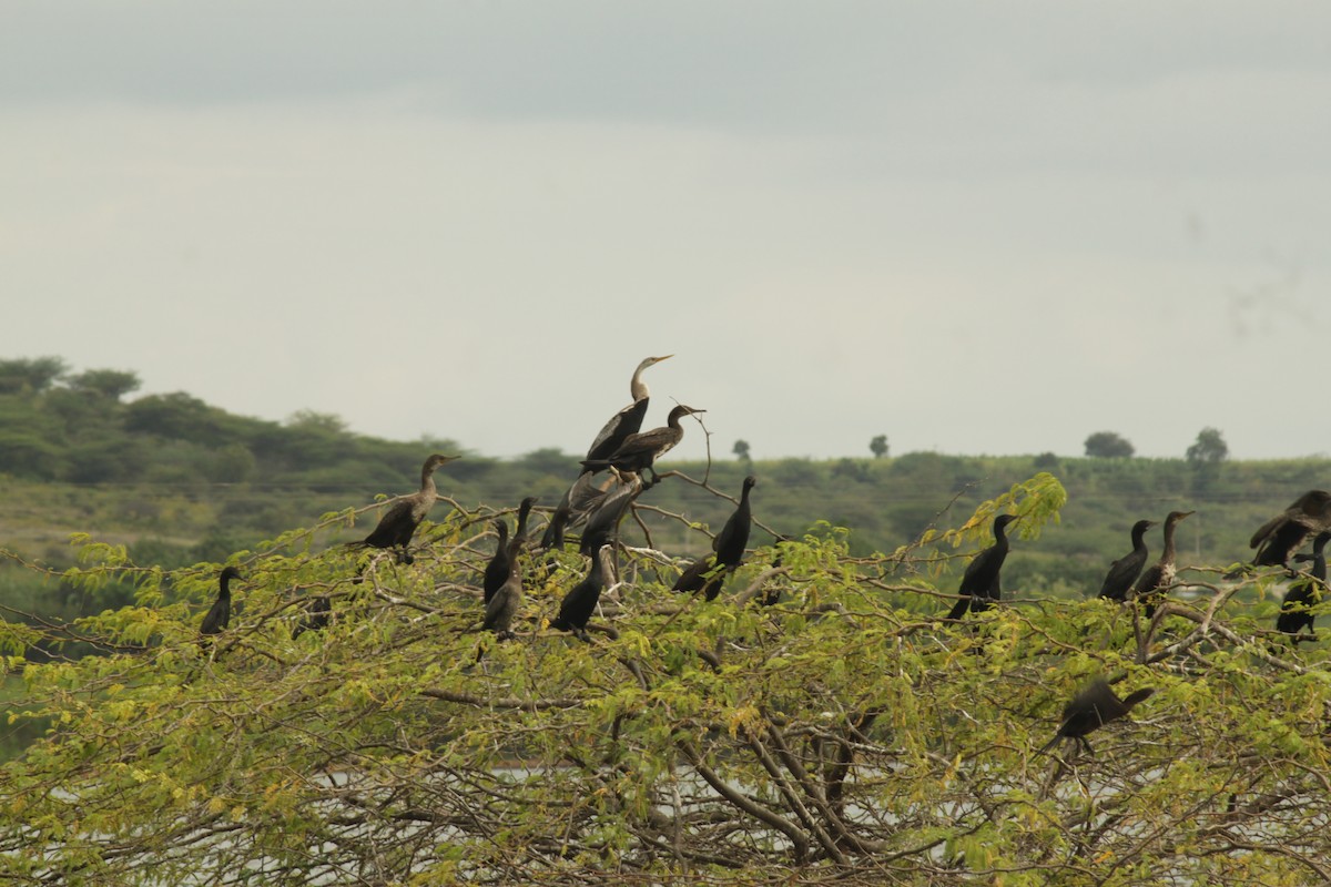 Doğu Yılanboyunu - ML644842920