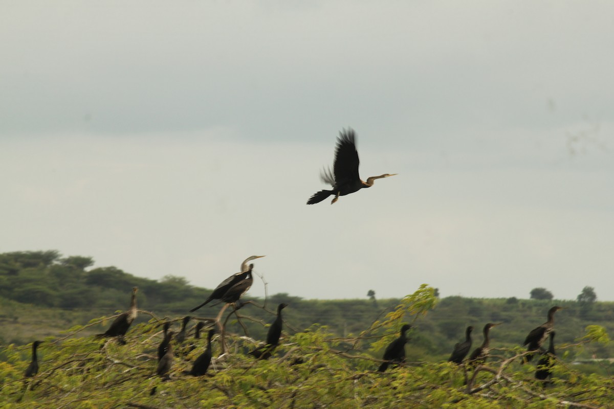 Doğu Yılanboyunu - ML644842921